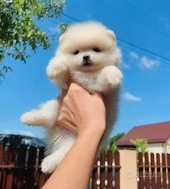 Pomerania spitz nano toy
