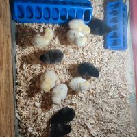 Pulcini marans nero ramato e marans bianchi