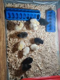 Pulcini marans nero ramato e marans bianchi splash