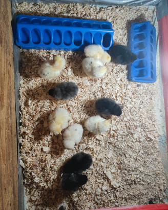 Pulcini marans nero ramato e marans bianchi splash