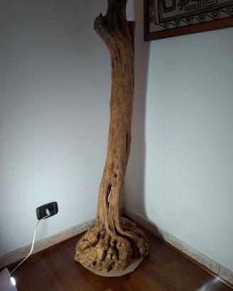 tronco di ulivo scortecciato con radici