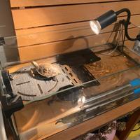 2 Tartarughe d'Acqua + Acquario Completo Zolux