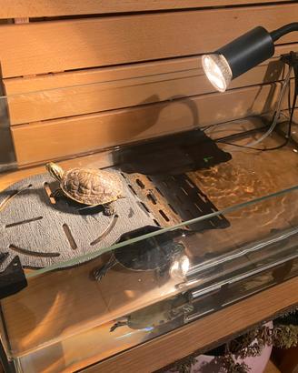 2 Tartarughe d'Acqua + Acquario Completo Zolux