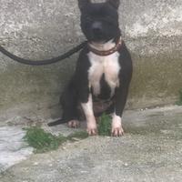 Staffordshire bull terrier