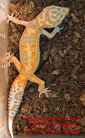 Geco leopardino WY