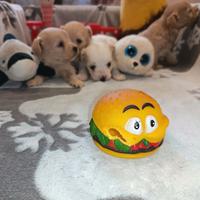 Cuccioli di MALTIPOO