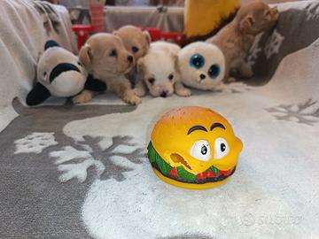 Cuccioli di MALTIPOO
