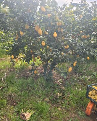 piante limoni 4 stagioni 