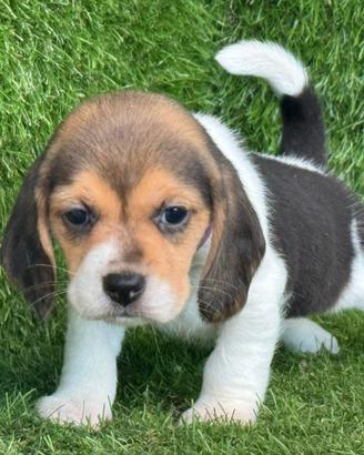 Beagle