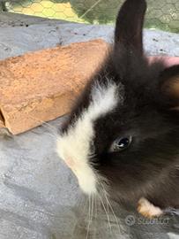 Coniglio nano testa di leone