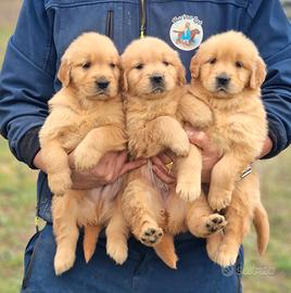 Cuccioli di Golden Retriever Angloamericani