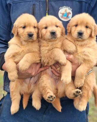 Cuccioli di Golden Retriever Angloamericani