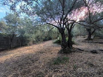 Terreno edificabile niu crobu