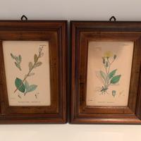 Quadro stampe botaniche dell'800 autenticate