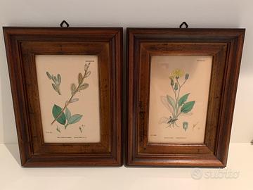 Quadro stampe botaniche dell'800 autenticate