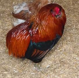 Gallo aracauna