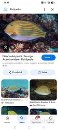 Pesce chirurgo acanthurus lineatus