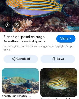 Pesce chirurgo acanthurus lineatus