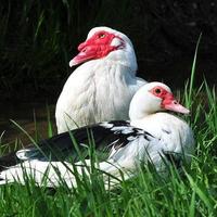 Splendidi Esemplari di Anatra Muta