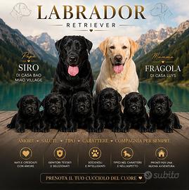 Labrador retriever cuccioli con pedigree