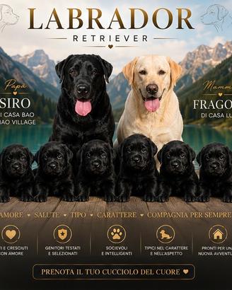 Labrador retriever cuccioli con pedigree
