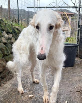 Disponibili cuccioli borzoi