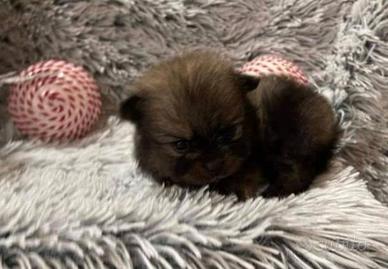 Spitz Pomerania nano