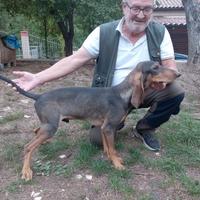 Cuccioloni segugio italiano iniziati