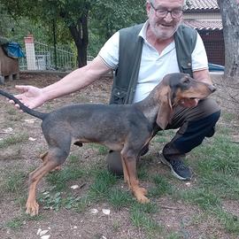 Cuccioloni segugio italiano iniziati