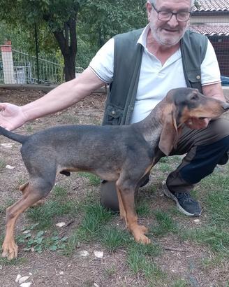 Cuccioloni segugio italiano iniziati