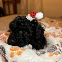 Cuccioli di barboncino