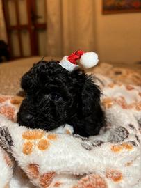 Cuccioli di barboncino