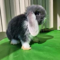 Ariete nano/mini lop