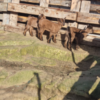 Capretta Alpina/Tibetana