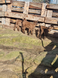 Capretta Alpina/Tibetana