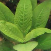 hygrophila corymbosa cherry leaf pianta acquario 