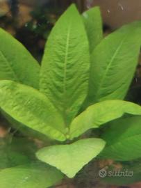 hygrophila corymbosa cherry leaf pianta acquario 