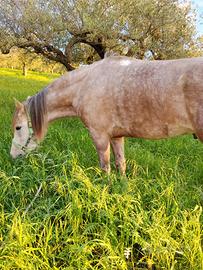 Cavallo derivato arabo