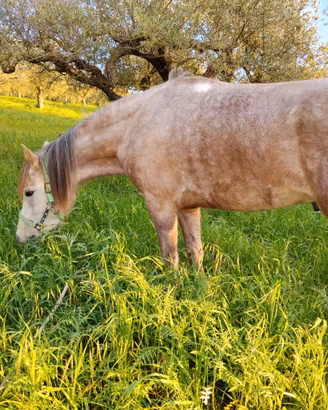 Cavallo derivato arabo
