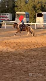 Pony di 8 anni