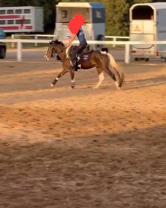 Pony di 8 anni