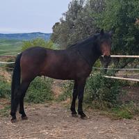 Cavallo andaluso