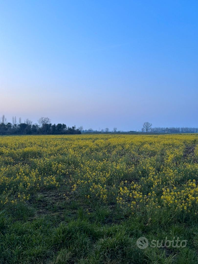 Terreno agricolo situato a Marcianise - Vista 6