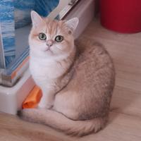 British black golden