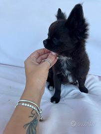 Chihuahua a pelo lungo con pedigree Enci