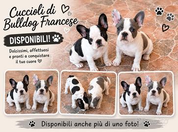 Bulldog francese