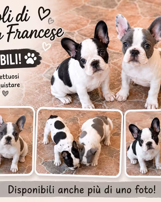 Bulldog francese