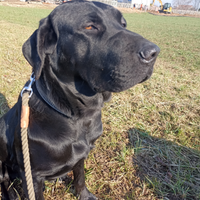 Cane taglia medio grande