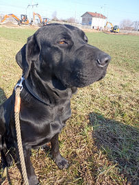 Cane taglia medio grande