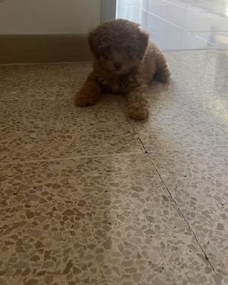 Barboncina toy 3 mesi